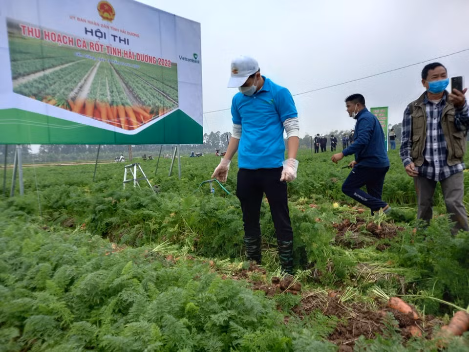 Hoàng Đức lần đầu tiên thu hoạch cà rốt tại quê nhà.