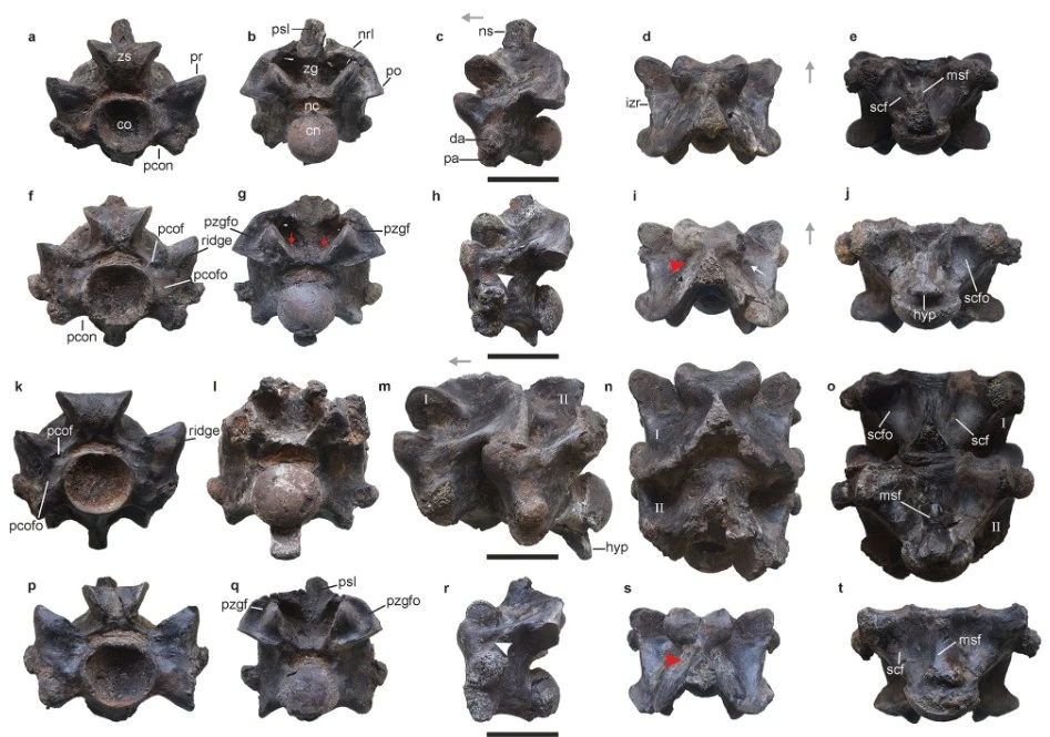 Những đốt sống hóa thạch của " quái vật" rắn khổng lồ này được phát hiện tại một mỏ than nâu ở Panandhro, bang Gujarat, miền tây Ấn Độ, và đã làm bùng nổ cộng đồng khoa học cổ sinh vật học. (Ảnh: wikimedia)