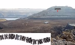 Vasuki Indicus thuộc về họ rắn Madtsoiidae, một dòng dõi rắn khổng lồ xuất hiện khoảng 90 triệu năm trước và tuyệt chủng khoảng 12.000 năm trước. Giáo sư Sunil Bajpai, đồng tác giả của nghiên cứu, cho biết những con rắn này đã di cư từ tiểu lục địa Ấn Độ qua miền Nam lục địa Á - Âu và xâm nhập vào Bắc Phi sau khi tiểu lục địa Ấn Độ va chạm với lục địa Á - Âu khoảng 50 triệu năm trước. (Ảnh: gulftoday)