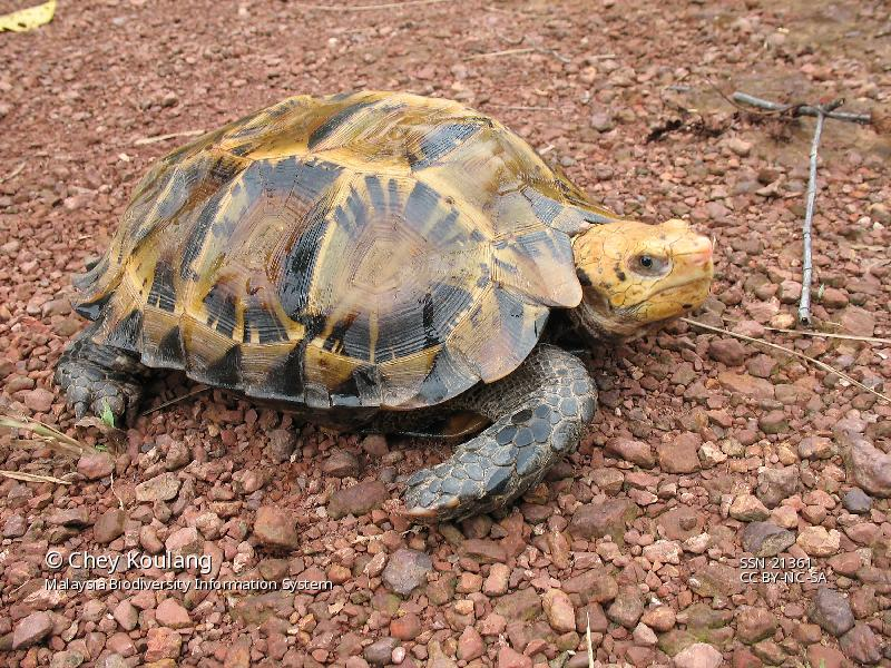 Rùa núi viền được liệt kê trong danh sách những loài động vật bị đe dọa của Liên minh Quốc tế Bảo tồn Thiên nhiên (IUCN) và Sách Đỏ Việt Nam với hạng VU (sắp nguy cấp). (Ảnh: MyBIS)