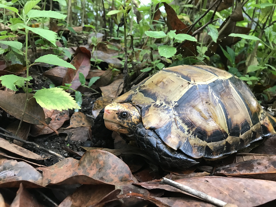 Rùa núi viền thường ăn các loại quả rụng, nấm và những mầm cỏ non.(Ảnh: iNaturalist)