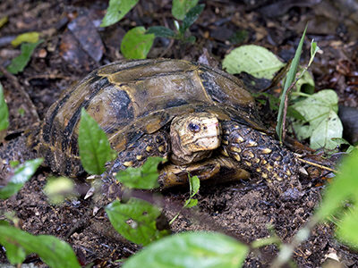 Hiện nay, nhiều khu bảo tồn thiên nhiên tại Việt Nam đã thực hiện các biện pháp tăng cường tuần tra, bảo vệ rừng để hạn chế tác động của con người đến môi trường sống của loài rùa này. (Ảnh: Ecology Asia)