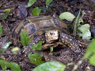 Hiện nay, nhiều khu bảo tồn thiên nhiên tại Việt Nam đã thực hiện các biện pháp tăng cường tuần tra, bảo vệ rừng để hạn chế tác động của con người đến môi trường sống của loài rùa này. (Ảnh: Ecology Asia)