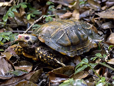 Tại Việt Nam, rùa núi viền được tìm thấy ở các tỉnh Lai Châu, Lào Cai, Nghệ An, Hà Tĩnh, Gia Lai, Kon Tum và Lâm Đồng. (Ảnh: Ecology Asia)