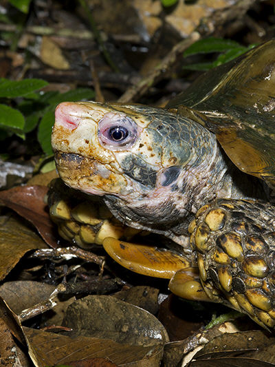 Rùa núi viền có mai và da màu nâu vàng, với mai dài khoảng từ 180 - 206 mm. Mai của chúng không gồ quá cao và có các tấm vảy ở giữa phẳng. Xung quanh viền mai có những gai hình răng cưa nhọn và hơi cong lên.(Ảnh: Ecology Asia)