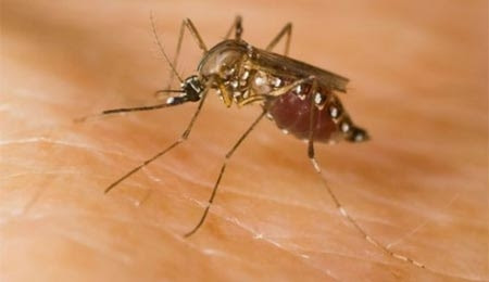 4. Muỗi gây sốt vàng da: Trong những năm 1950, Hoa Kỳ đã thử nghiệm sử dụng muỗi gây sốt vàng da làm vũ khí. Những con muỗi này được đặt trong bom và được coi là một phương tiện tiềm năng trong trường hợp xảy ra chiến tranh với Liên Xô, nơi bệnh sốt vàng da không phổ biến và tiêm chủng chưa được thực hiện rộng rãi.