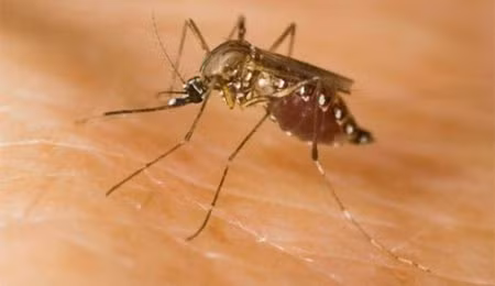 4. Muỗi gây sốt vàng da: Trong những năm 1950, Hoa Kỳ đã thử nghiệm sử dụng muỗi gây sốt vàng da làm vũ khí. Những con muỗi này được đặt trong bom và được coi là một phương tiện tiềm năng trong trường hợp xảy ra chiến tranh với Liên Xô, nơi bệnh sốt vàng da không phổ biến và tiêm chủng chưa được thực hiện rộng rãi.