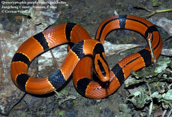 1. Rắn sọc đốm đỏ (Oreocryptophis porphyraceus): Là một trong những loài rắn nhìn đáng sợ nhưng vô hại với con người, rắn sọc đốm đỏ có màu sắc rực rỡ, thường sống gần các khu vực núi cao. Thích hoạt động vào sáng sớm hoặc hoàng hôn, ăn lưỡng cư và thú gặm nhấm nhỏ.