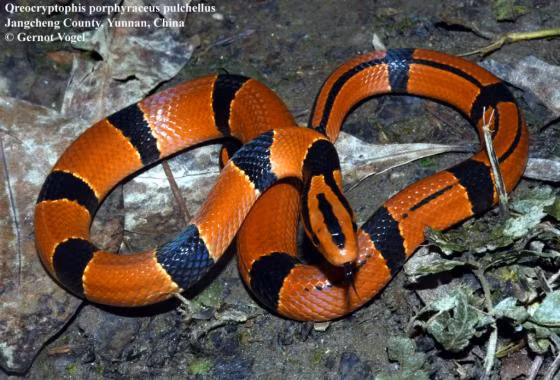 1. Rắn sọc đốm đỏ (Oreocryptophis porphyraceus): Là một trong những loài rắn nhìn đáng sợ nhưng vô hại với con người, rắn sọc đốm đỏ có màu sắc rực rỡ, thường sống gần các khu vực núi cao. Thích hoạt động vào sáng sớm hoặc hoàng hôn, ăn lưỡng cư và thú gặm nhấm nhỏ.