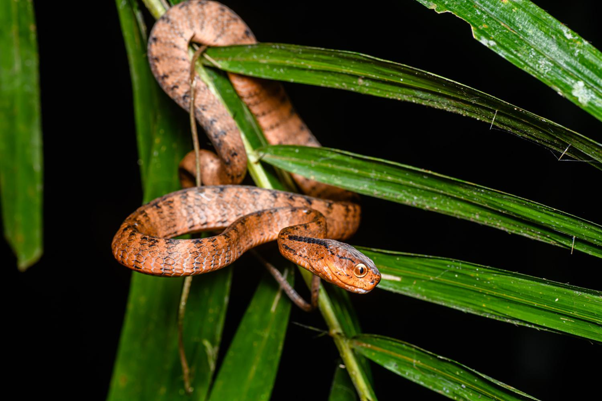 2. Rắn hổ mây gờ (Pareas carinatus): Hoạt động về đêm, ăn ếch cây và nhái nhỏ. Dễ nhận diện vào ban đêm với vảy màu nâu nhạt và viền mắt đỏ rực.
