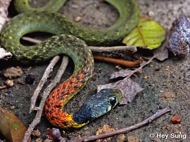 7. Rắn hoa cỏ nhỏ (Rhabdophis subminiatus): Màu sắc rực rỡ ở đầu và cổ, vô hại với con người nhưng đe dọa loài lưỡng cư. Phân bố ở độ cao thấp và hoạt động ban đêm.