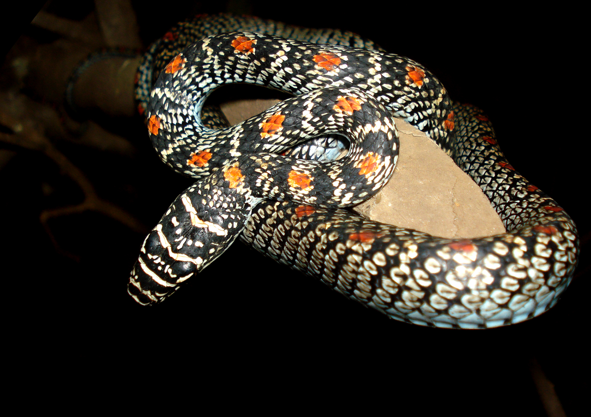 6. Rắn cườm (Chrysopelea ornata): Dài khoảng 130cm, màu xanh lục với vệt đen. Hoạt động ban ngày, ăn thằn lằn nhỏ và thạch sùng.