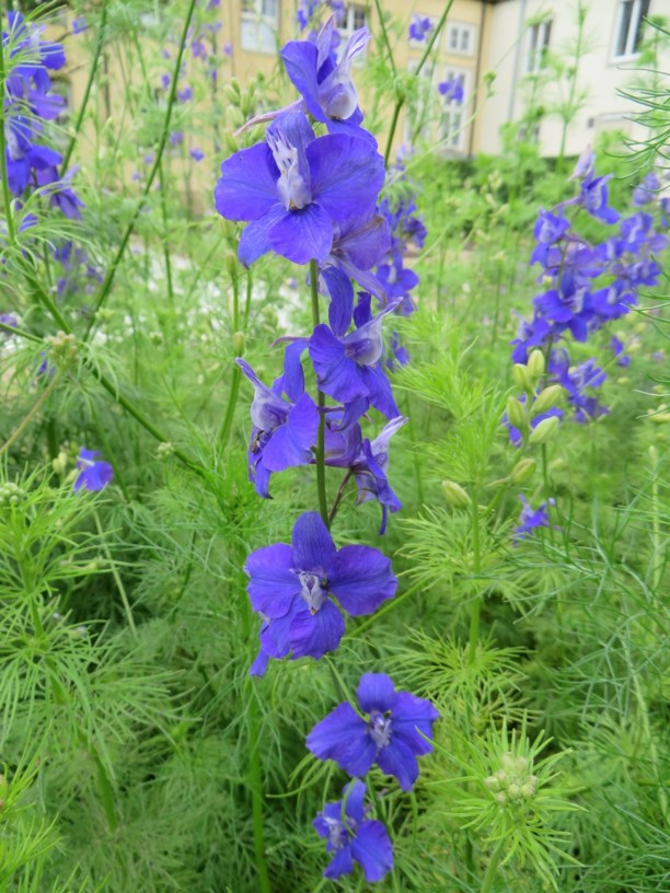 8. Hoa phi yến: Tất cả loài phi yến đều chứa độc tố diterpene alkaloid, gây ngừng hoạt động các cơ và có thể dẫn đến tử vong nếu tiêu thụ lượng đủ lớn. (Ảnh: Garden Explorer)