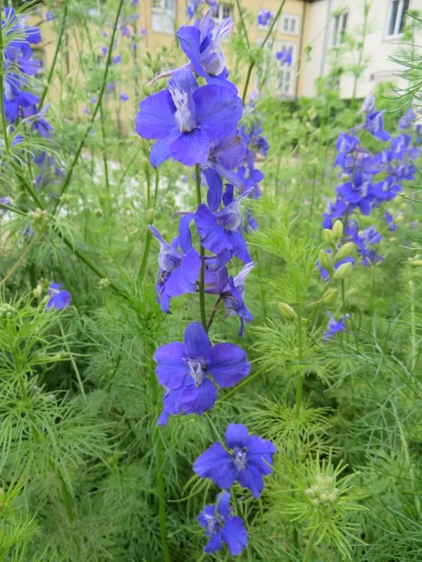 8. Hoa phi yến: Tất cả loài phi yến đều chứa độc tố diterpene alkaloid, gây ngừng hoạt động các cơ và có thể dẫn đến tử vong nếu tiêu thụ lượng đủ lớn. (Ảnh: Garden Explorer)