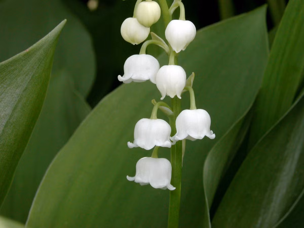 4. Hoa lan chuông: Phân bố rộng rãi ở Châu Á và Châu Âu, chứa độc tố cao đến mức vài giọt tinh chất cũng có thể gây nôn mửa, chậm nhịp tim, chuột rút và tử vong. (Ảnh: World of Flowering Plants)