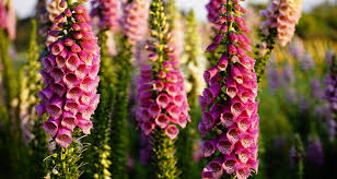 3. Hoa mao địa hoàng: Được ví như “tiếng chuông của thần chết” vì tất cả bộ phận của cây đều chứa chất độc gây chết người, với triệu chứng như buồn nôn, co giật, mê sảng, và loạn nhịp tim. (Ảnh: Hello Bacsi)