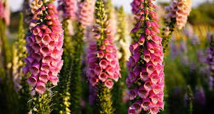 3. Hoa mao địa hoàng: Được ví như “tiếng chuông của thần chết” vì tất cả bộ phận của cây đều chứa chất độc gây chết người, với triệu chứng như buồn nôn, co giật, mê sảng, và loạn nhịp tim. (Ảnh: Hello Bacsi)