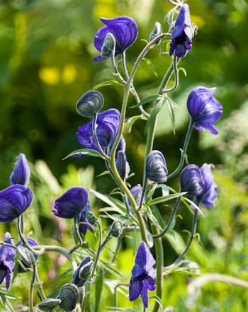 5. Hoa đậu chổi Anh: Có nguồn gốc từ Anh, phổ biến ở miền Tây và Trung Âu. Hoa này chứa độc tố ảnh hưởng đến hệ thần kinh, đặc biệt nguy hiểm cho trẻ em, phụ nữ mang thai và người bị bệnh tim. (Ảnh: National Park Service)