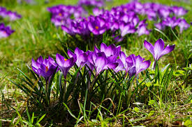 6. Hoa nghệ tây: Độc tố nhẹ hơn nhưng tương đương với asen, có thể gây suy thận, suy gan, đau tim và tử vong nếu hít hoặc nuốt phải. (Ảnh: Hello Bacsi)