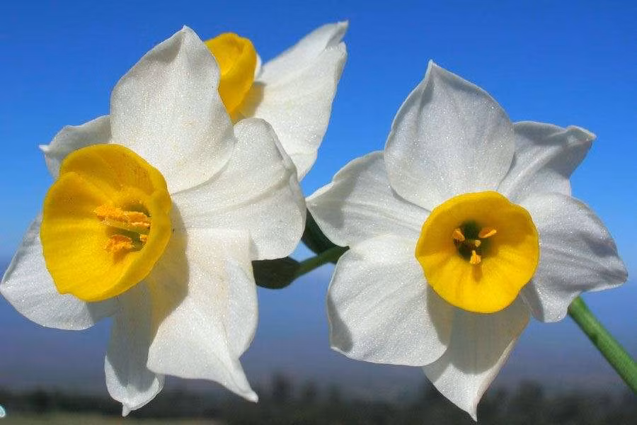 2. Hoa thủy tiên: Chứa chất alkaloids độc, có thể gây ra các triệu chứng như chóng mặt, nôn mửa, và tiêu chảy. (Ảnh: Lucidcentral.org)