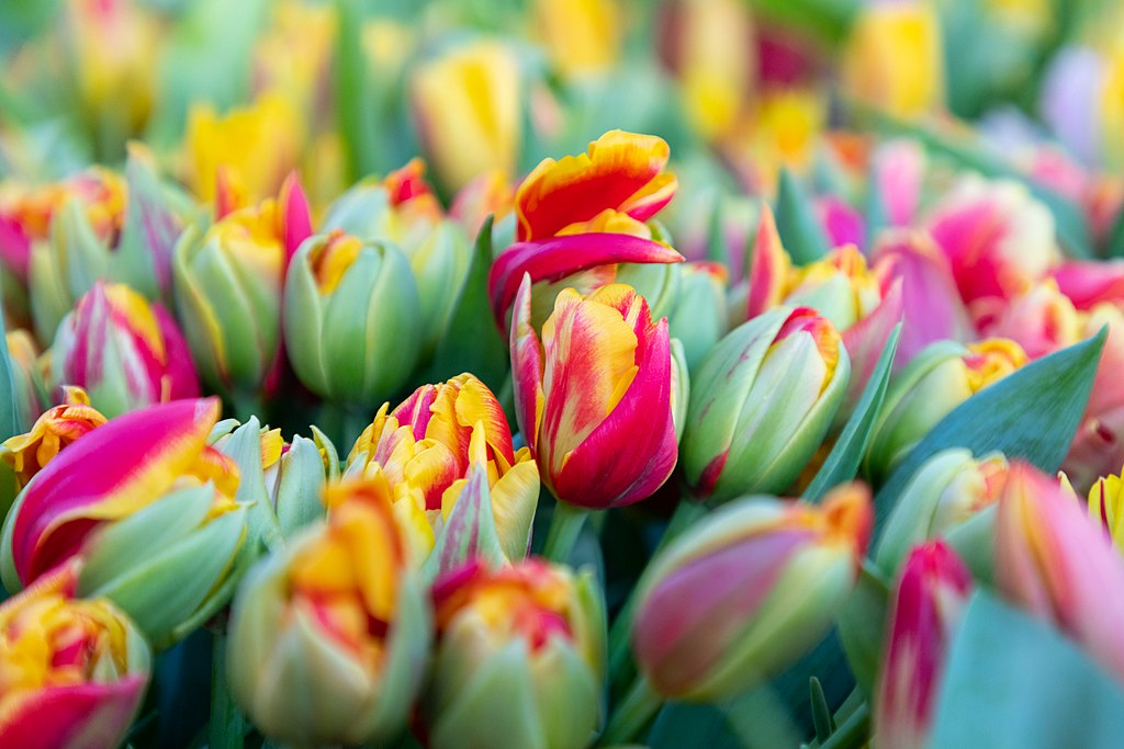 7. Hoa Tulip: Củ của cây hoa tulip chứa chất tulipene, gây ra các triệu chứng như chóng mặt và buồn nôn nếu ăn phải. (Ảnh: Wikipedia)