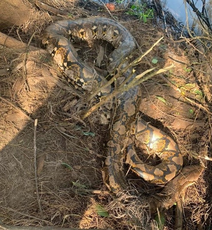 Mặc dù có kích thước lớn, trăn gấm không phải là loài trăn nặng nhất và không nguy hiểm đối với con người.