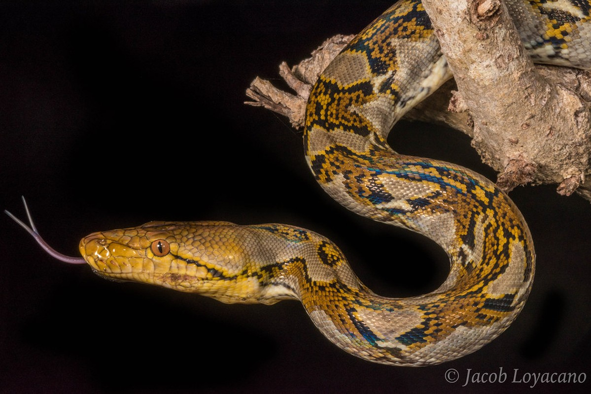 Thức ăn chủ yếu của trăn gấm gồm: các loài thú và chim, cầy hương, cầy mực, các loài linh trưởng.