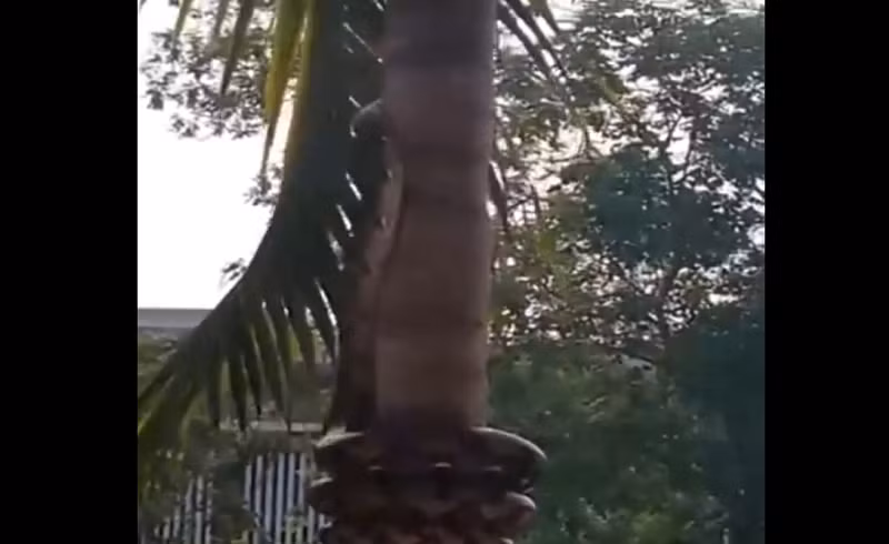 Trong đoạn clip, con " quái thú" dùng thân dưới quấn quanh thân cây rồi từ từ di chuyển lên phía trên, lặp lại động tác này để trèo lên ngọn cây. Trăn gấm, một trong những loài bò sát dài nhất thế giới, thường được tìm thấy ở Đông Nam Á và có thể dài tới 6,95m. (Ảnh cắt từ clip)