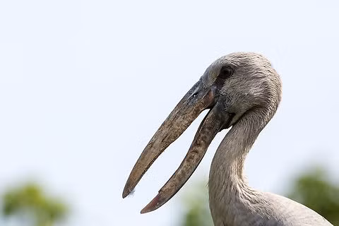 Cò nhạn sinh sản thành bầy nhưng chúng cũng có thể bỏ qua việc sinh sản trong những năm hạn hán. Mùa sinh sản là sau những cơn mưa, từ tháng 7 đến tháng 9 ở miền bắc Ấn Độ và tháng 11 đến tháng 3 ở miền nam Ấn Độ và Sri Lanka. Hiện các cơ quan chức năng đang tìm cách bảo tồn loài chim quý này.