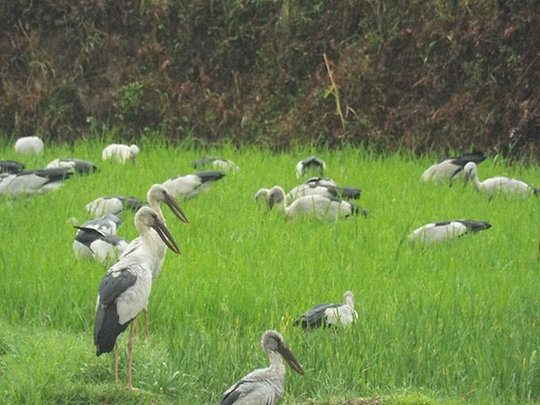 Trên thế giới, cò nhạn phân bố ở các nước trên khu vực Nam Á và Đông Nam Á như Ấn Độ, Sri Lanka, Burma và Thái Lan.