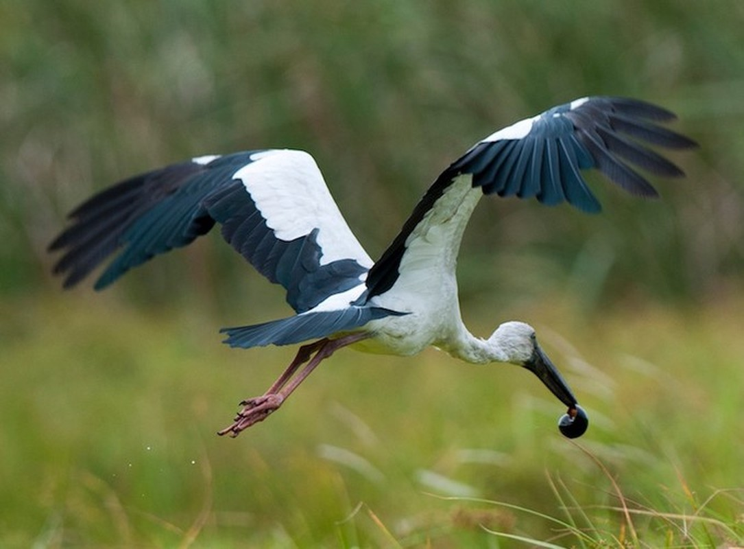 Cò nhạn thường sinh sống ở những vùng rừng ngập mặn. Đây là loài vật sống định cư, có trọng lượng từ 1kg - 1,2kg.