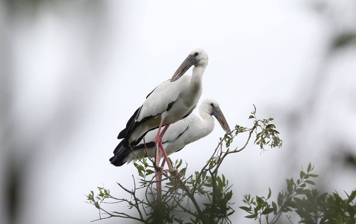 Cò nhạn sống ở các sinh cảnh khác nhau của các vùng đất ngập nước ngọt như là hồ ao, kênh mương, sông, bãi bùn ngập nước, ruộng lúa...