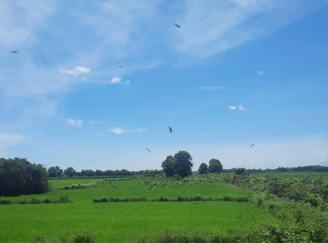 Vào ngày 29/6, cán bộ xã Thanh An phát hiện đàn cò nhạn này khi đi thăm đồng, ước tính có khoảng 200-300 con. Sau đó, đàn cò đã bay đi. UBND xã Thanh An đã yêu cầu các đơn vị liên quan tuyên truyền cho người dân về việc bảo vệ loài chim này, không săn bắn, bẫy, giết mổ, nuôi, nhốt, vận chuyển, kinh doanh, chế biến, tàng trữ, tiêu thụ trái pháp luật. Đồng thời, họ duy trì việc tuần tra, kiểm tra để ngăn chặn các hành vi săn bắt trái phép.