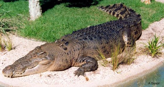 6. Cá sấu nước mặn (Crocodylus porosus): Cá sấu nước mặn là loài bò sát lớn nhất thế giới. Con đực trưởng thành có thể dài tới 7 mét và nặng hơn 1 tấn. Chúng sống chủ yếu ở vùng nước mặn và lợ tại các khu vực Đông Nam Á, Bắc Úc, và Ấn Độ Dương. Cá sấu nước mặn là những kẻ săn mồi đáng gờm, có thể tấn công và tiêu diệt con mồi lớn như trâu và hươu. (Ảnh: The Reptile Database)