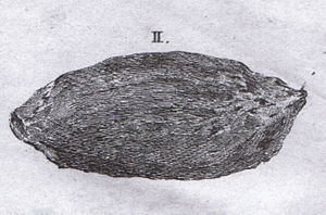 Long diên hương, một loại chất thải từ cá nhà táng, là loại chất thải động vật đắt nhất hành tinh, có giá trị xấp xỉ vàng. (Ảnh: Wikipedia)