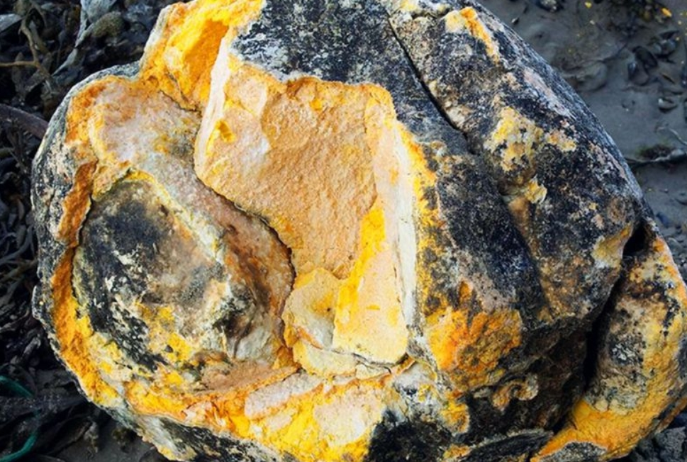 Long diên hương có giá trị lớn trong y học, gia vị, và ngành công nghiệp nước hoa xa xỉ do tính khan hiếm và thành phần dược liệu đặc biệt. (Ảnh: sogoodly)