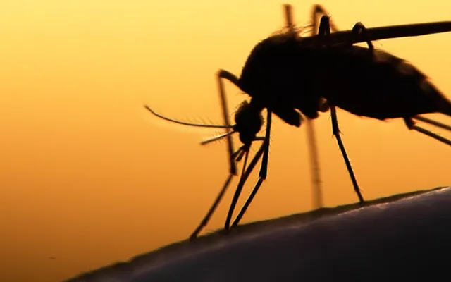 Để giảm nguy cơ mắc bệnh do muỗi, các chuyên gia đề xuất một số biện pháp như thường xuyên dọn dẹp, giữ vệ sinh khu vực sinh sống và sử dụng màn chống muỗi.