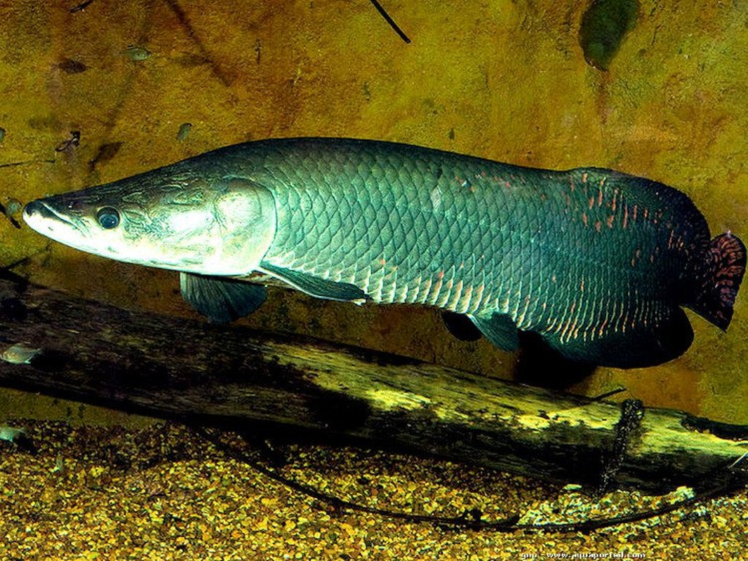 Cá hải tượng đẻ trứng khoảng 5 - 6 lần một năm. Chúng sinh sản vào những tháng mưa, từ tháng 7 - tháng 11.