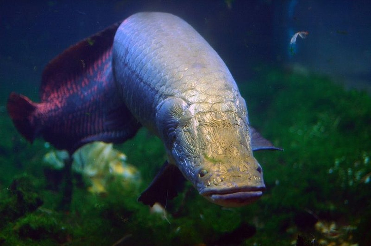 Cá hải tượng, tên khoa học Arapaima gigas lần đầu tiên được phát hiện tại lưu vực dòng sông Amazon. Đây là loài cá quý hiếm đã được đưa vào sách Đỏ thế giới.
