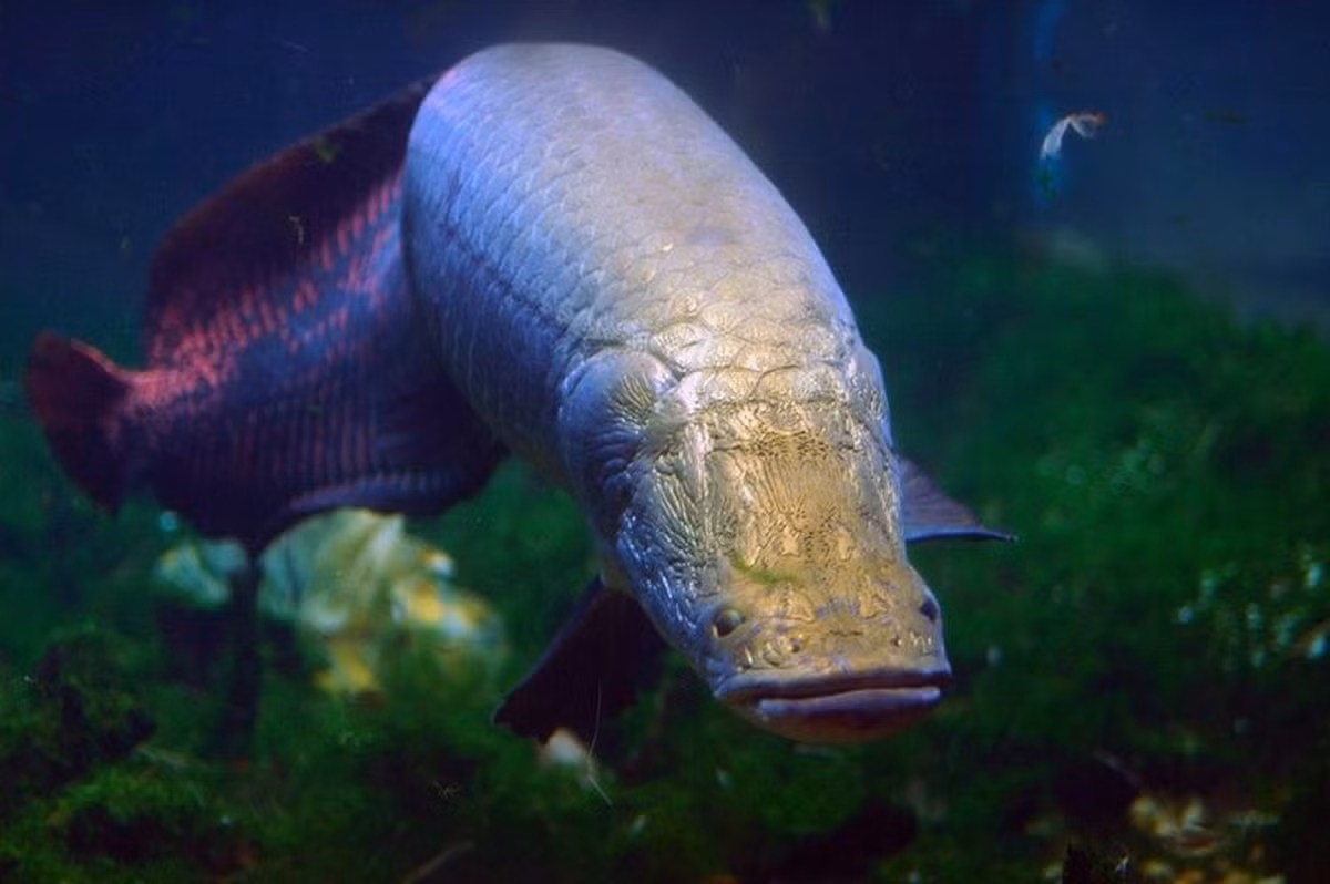Cá hải tượng, tên khoa học Arapaima gigas lần đầu tiên được phát hiện tại lưu vực dòng sông Amazon. Đây là loài cá quý hiếm đã được đưa vào sách Đỏ thế giới.