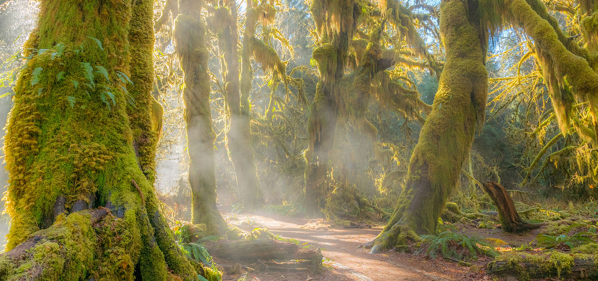 6. Forks, Washington, Mỹ: Forks là một thị trấn nhỏ nằm ở bang Washington, Mỹ, nổi tiếng nhờ vào bộ tiểu thuyết "Twilight" của Stephenie Meyer. Bộ tiểu thuyết và loạt phim chuyển thể đã biến Forks thành một điểm đến nổi tiếng cho người hâm mộ câu chuyện tình yêu giữa Bella Swan và ma cà rồng Edward Cullen. (Ảnh: forkswa)