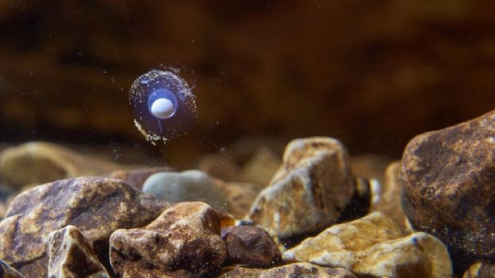 Manh giông mẹ có khả năng phát hiện và bảo vệ trứng khỏi các mối đe dọa nhờ cơ quan nhạy cảm với điện từ trong mũi.