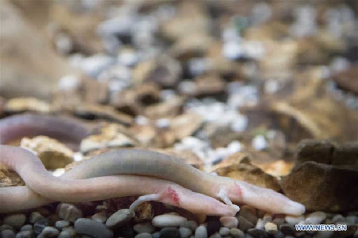 Đáng chú ý, bộ gen của nó dài gấp 16 lần bộ gen của con người và phức tạp hơn nhiều. Khả năng tái tạo của nó khiến các nhà khoa học kinh ngạc. Nếu chúng bị mất một đoạn, chúng sẽ mọc lại sau đó.