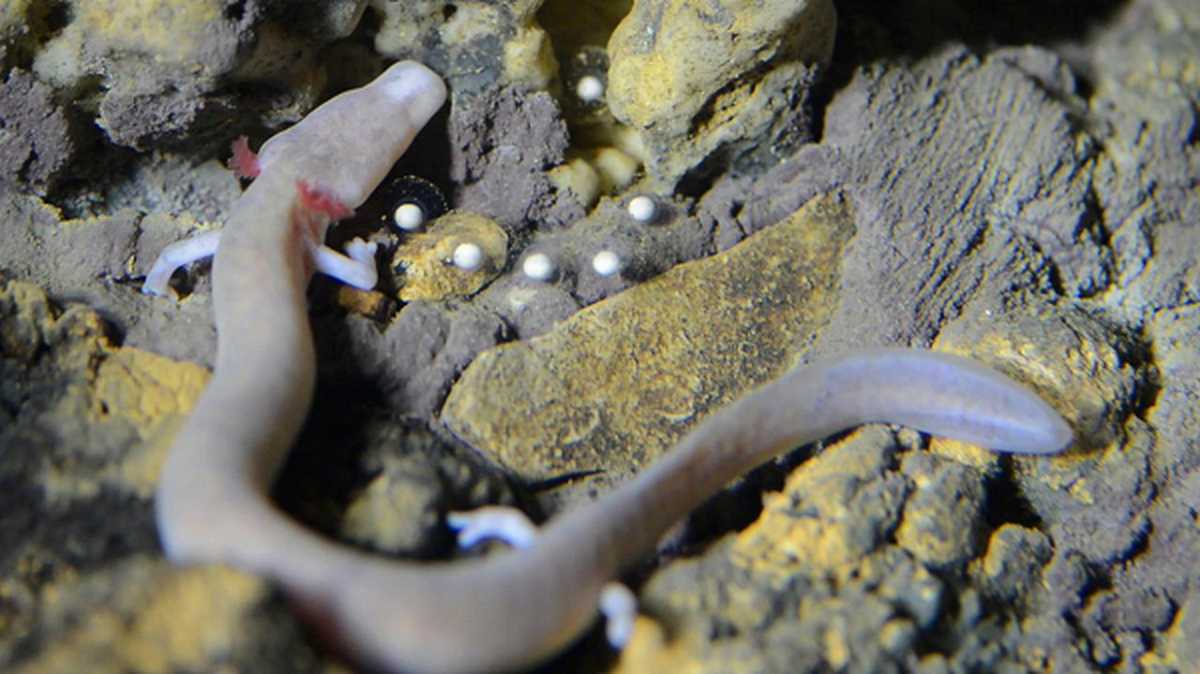 Nguyên nhân của sự hạn chế tối đa trao đổi chất là những con vật mù này sống trong bóng tối để thoát khỏi sự săn đuổi của những kẻ săn mồi. Vì vậy chúng gặp rất nhiều khó khăn để kiếm thức ăn.