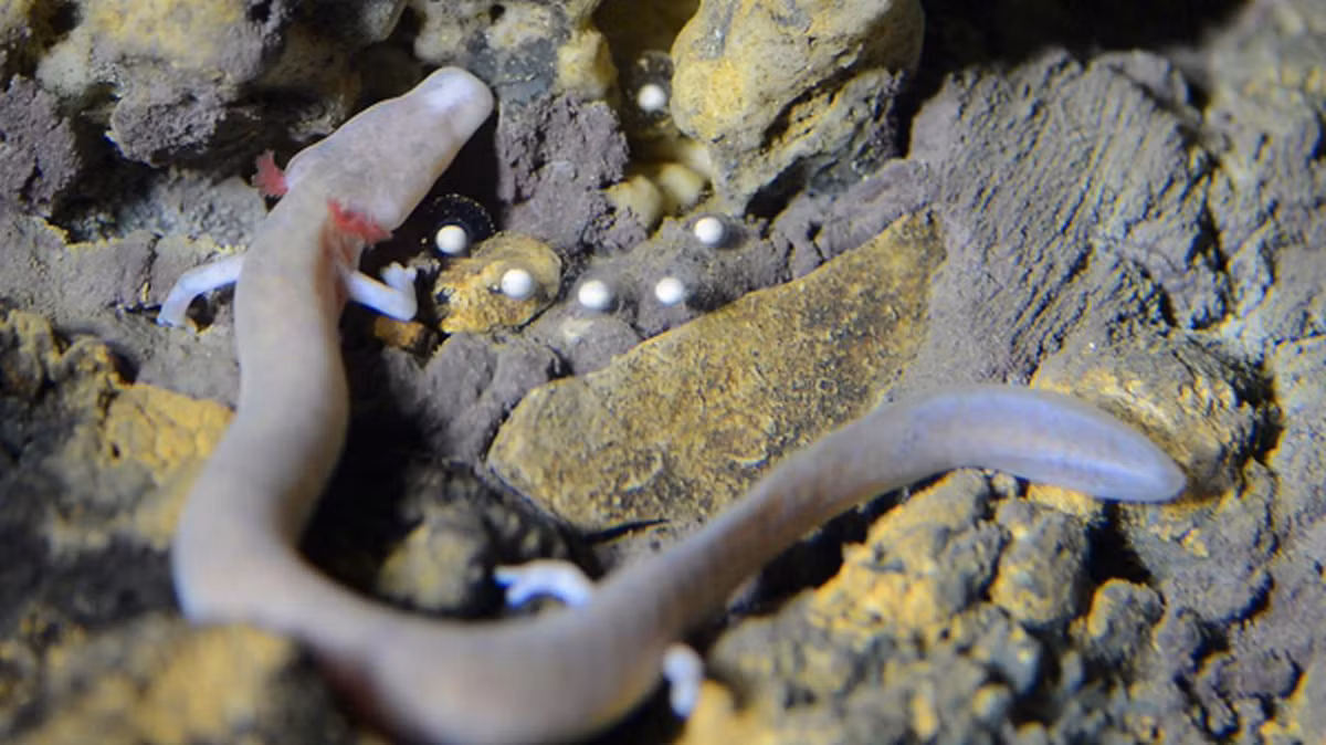 Nguyên nhân của sự hạn chế tối đa trao đổi chất là những con vật mù này sống trong bóng tối để thoát khỏi sự săn đuổi của những kẻ săn mồi. Vì vậy chúng gặp rất nhiều khó khăn để kiếm thức ăn.