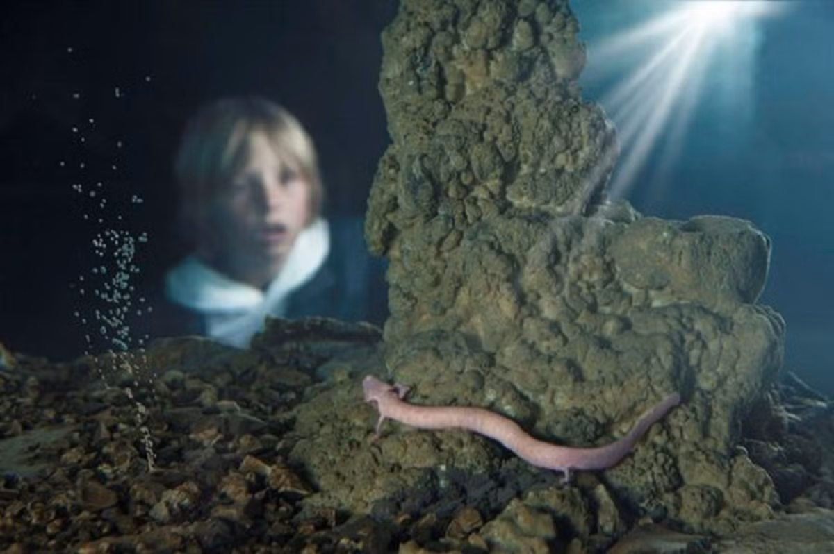 Trong suốt quãng đời dài hơn 100 năm, kỳ giông mù hầu như không ăn uống, di chuyển hoặc thậm chí là giao phối. Trong 2 hoặc 3 năm đầu, chúng có thể không ăn mà không gặp vấn đề gì.