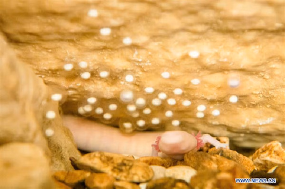 Nhưng sau đó bắt đầu giảm cân, ngừng di chuyển và nằm im một chỗ chờ con mồi đi qua. Nếu nhịn đói lâu hơn 7 năm, một số con có thể chết, một số có thể vẫn sống sót tùy thuộc vào sự trao đổi chất của mỗi cá thể.