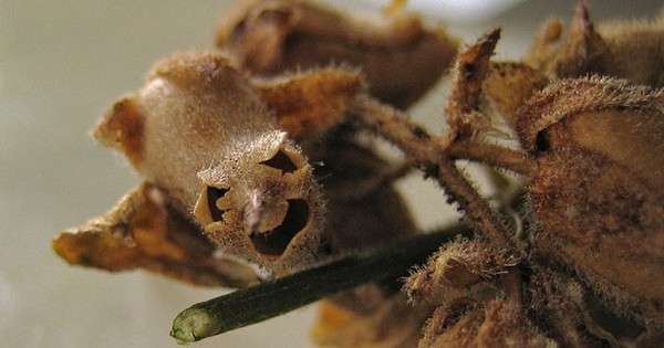 7. Hoa đầu lâu: Antirrhinum majus, khi héo rụng trông giống đầu lâu người nhỏ, mọc ở châu Âu, Mỹ và Bắc Phi. Truyền thuyết cho rằng hoa mõm rồng có thể trừ tà và mang lại sắc đẹp.