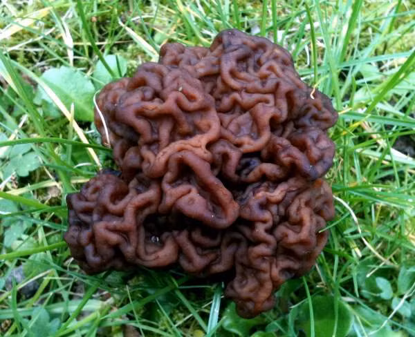 5. Nấm não người: Gyromitra esculenta, trông giống não người, mọc ở châu Âu và Bắc Mỹ. Loài nấm này chứa độc tố có thể gây chết người, chứa chất gây ung thư hydrazine gyromitin.