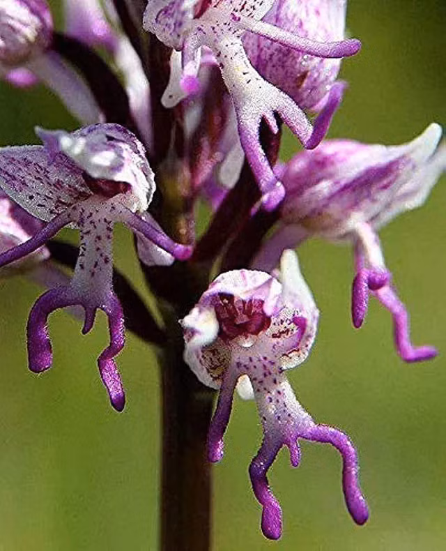 1. Hoa lan "khỏa thân" (Naked man orchid): Là một trong những loài thực vật có hình dạng giống bộ phận cơ thể người, loài phong lan Italica từ Địa Trung Hải, có hoa hình dáng giống người đàn ông khỏa thân. Mọc theo cụm lớn, cao tới 50cm, nở từ mùa xuân đến mùa hè.